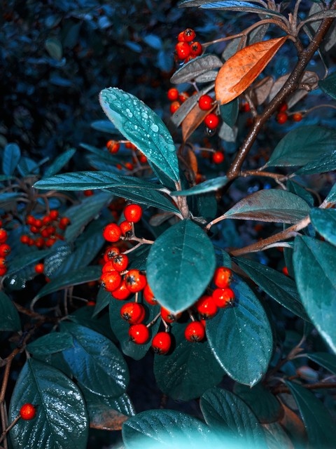 plant, aquifoliaceae वॉलपेपर