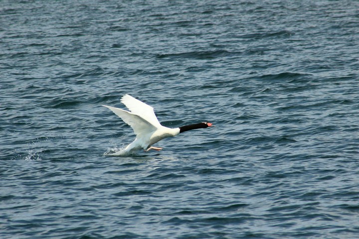Black Nek Swan