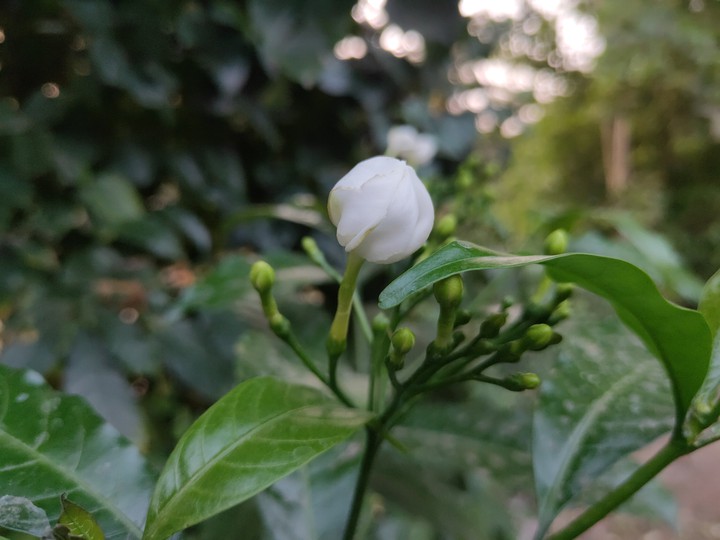 white beauty