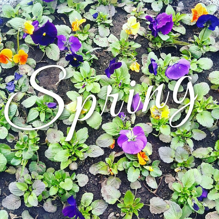 Spring