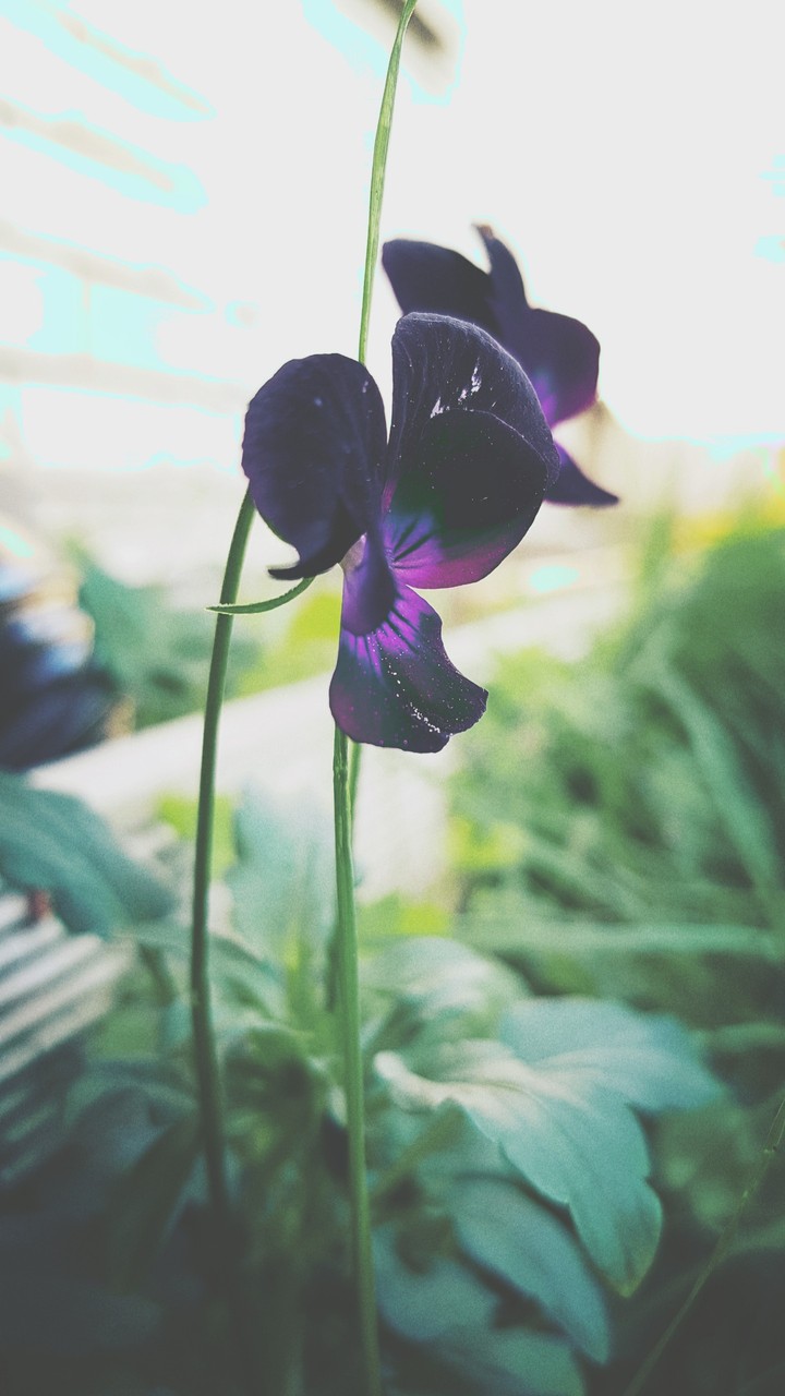 beauty of God's creation
