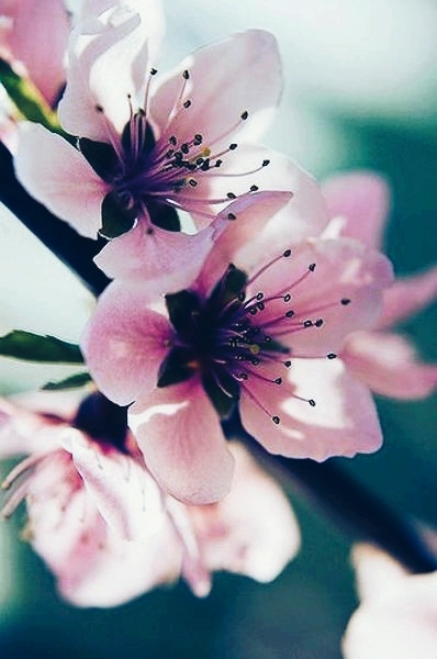 cherry blossom