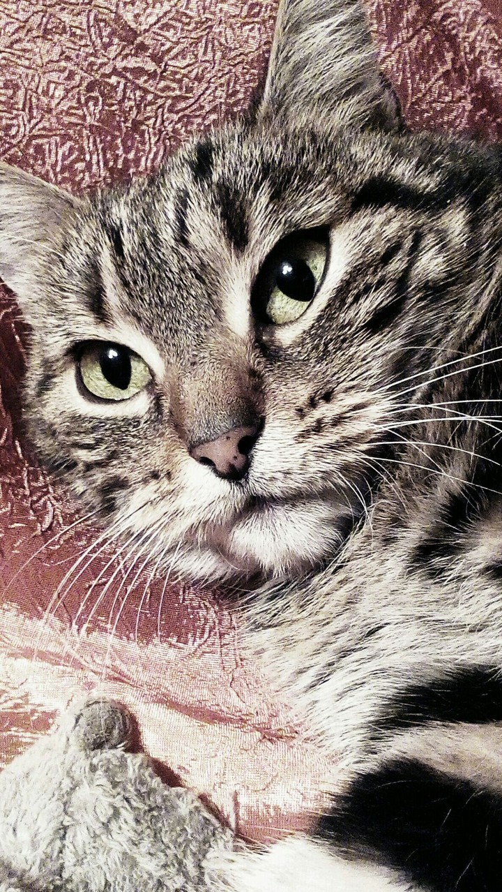 cat