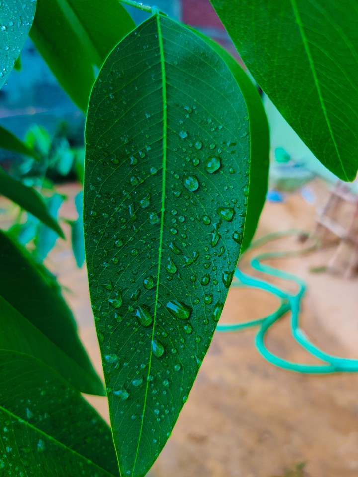 Rain droplets