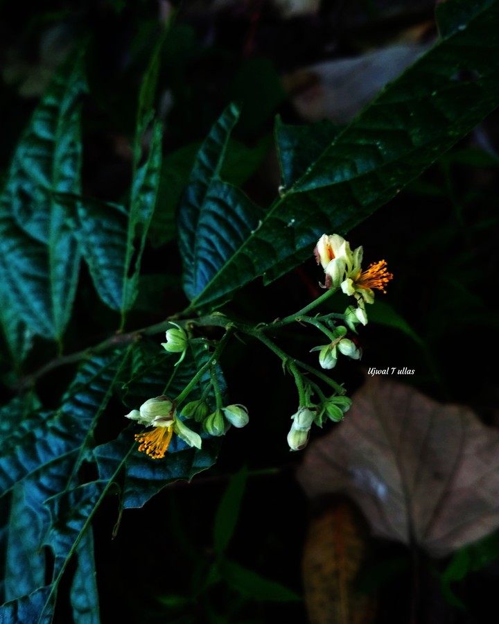 flower