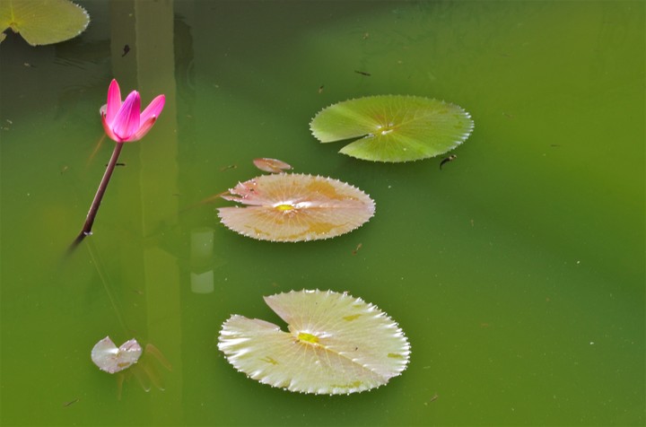 Drops of water easily slide off its petals