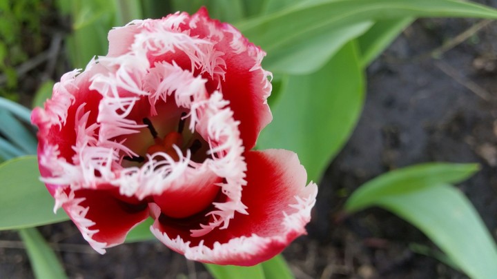 tulip