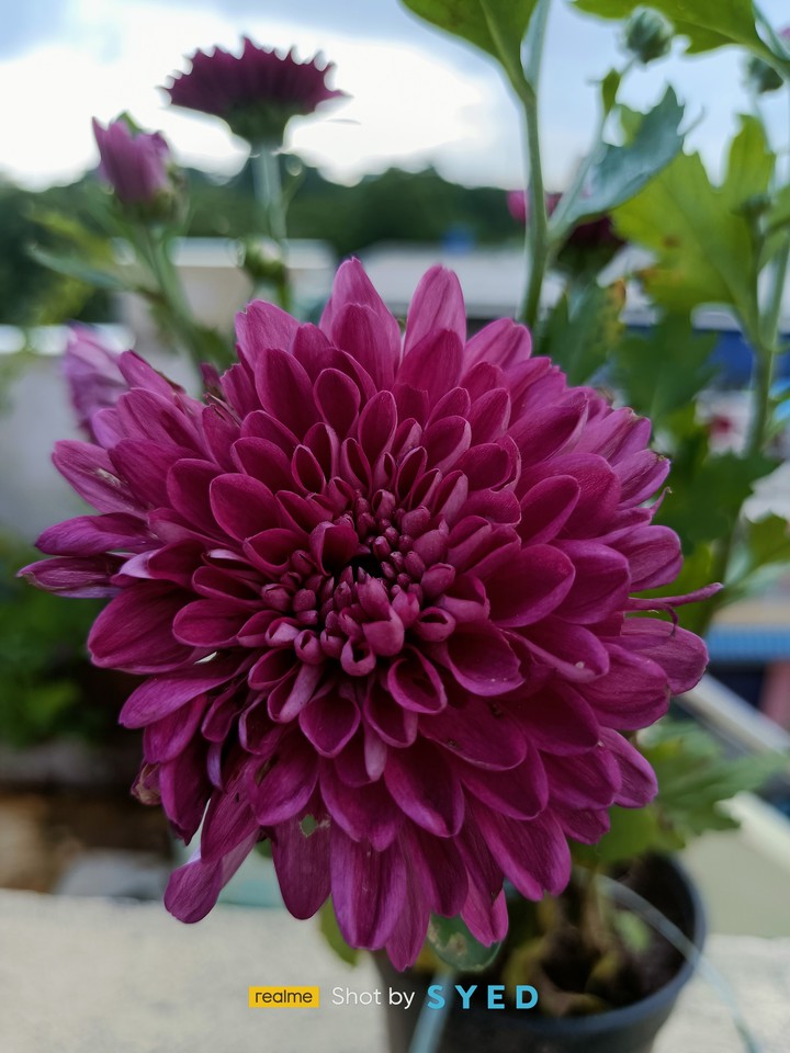 beautiful flower