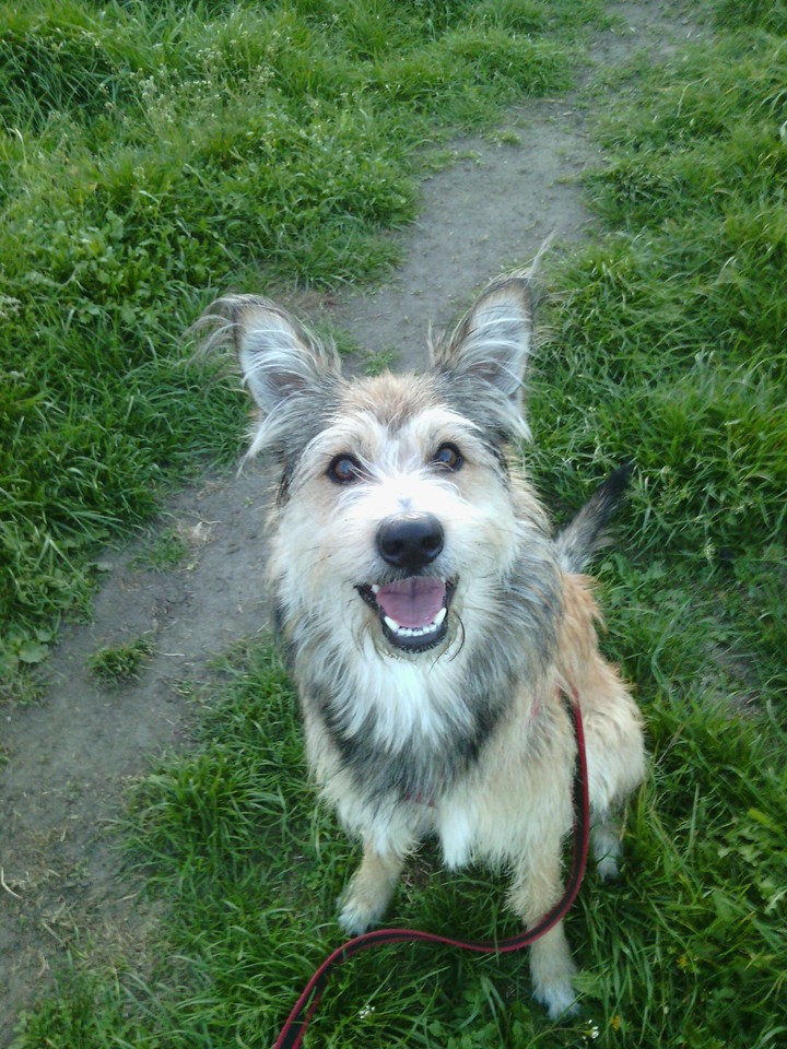Dog smile.