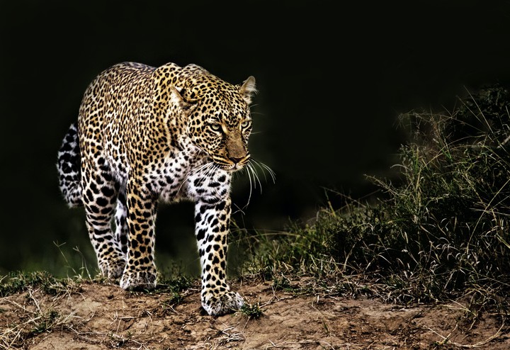 Leopard