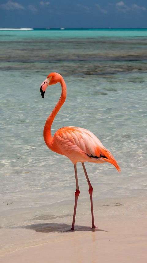 liquid, bird Hintergrundbilder