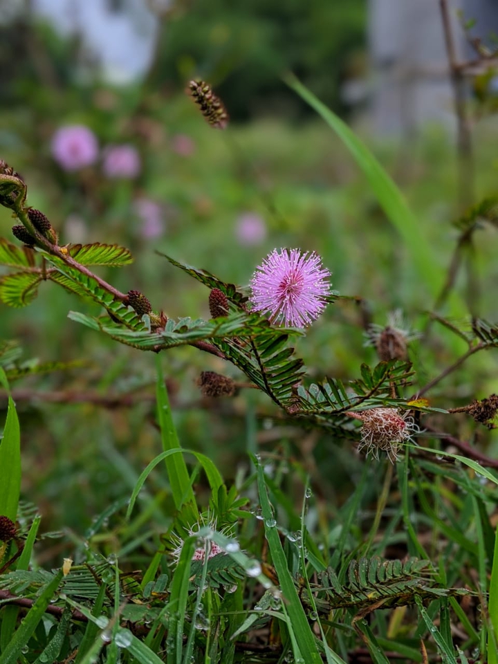 nature#pink#green