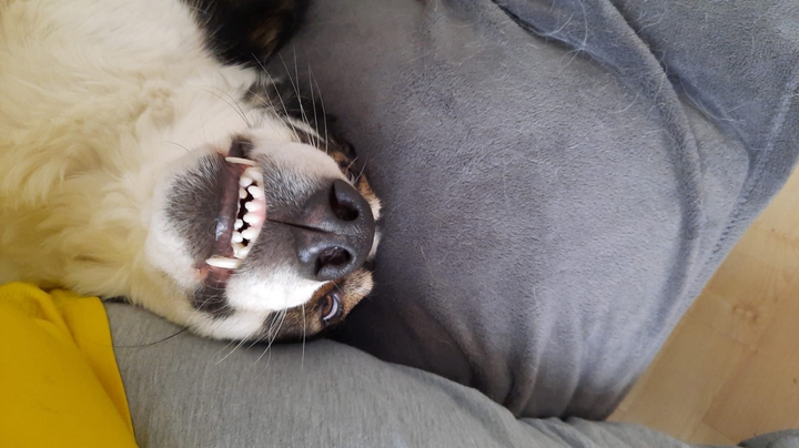 Familienhund