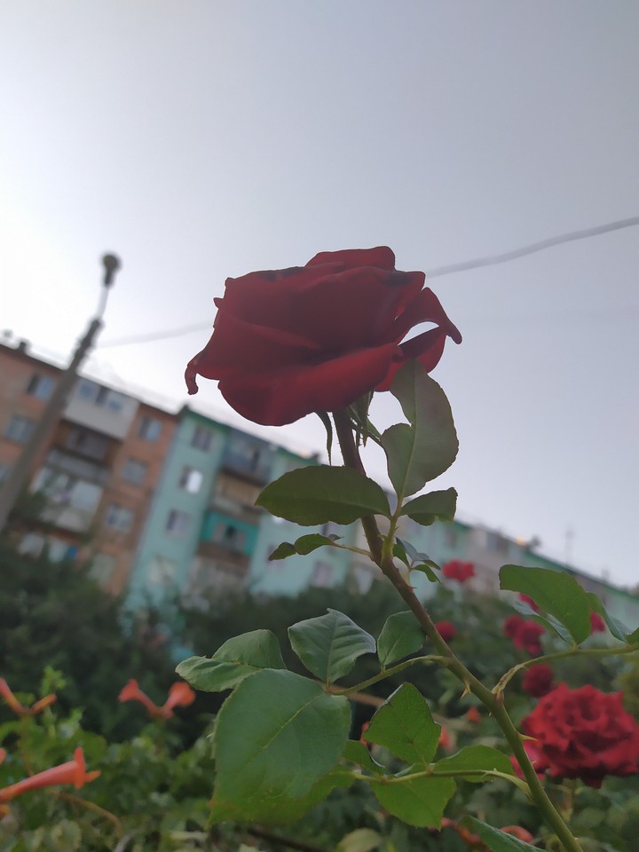 Роза с шипами
