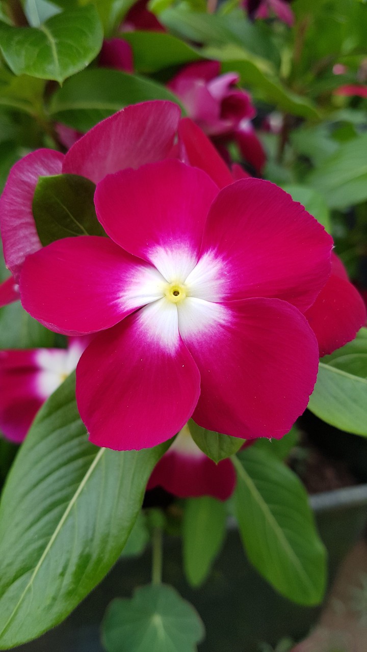 flower
