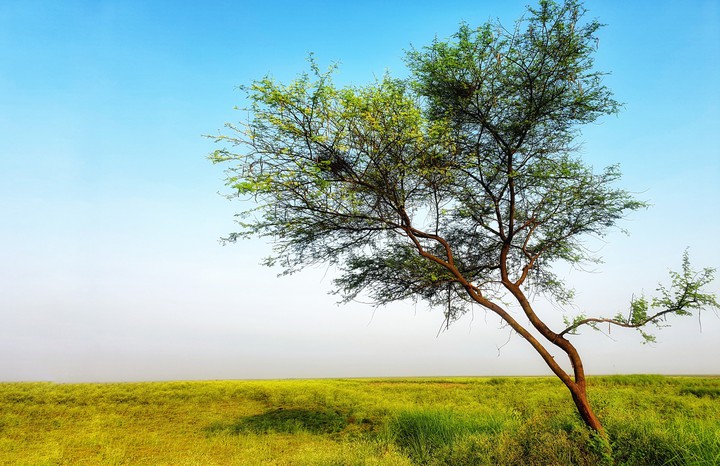 lone tree
