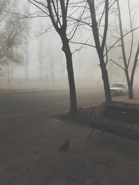 bird