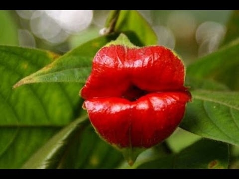 flores exóticas del mundo