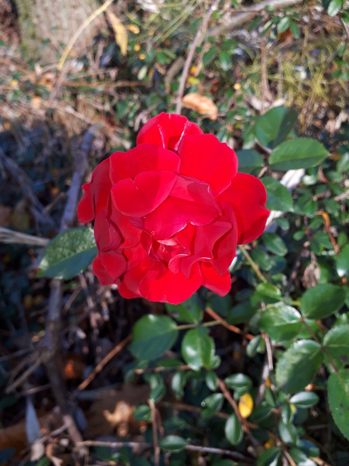 a red flower