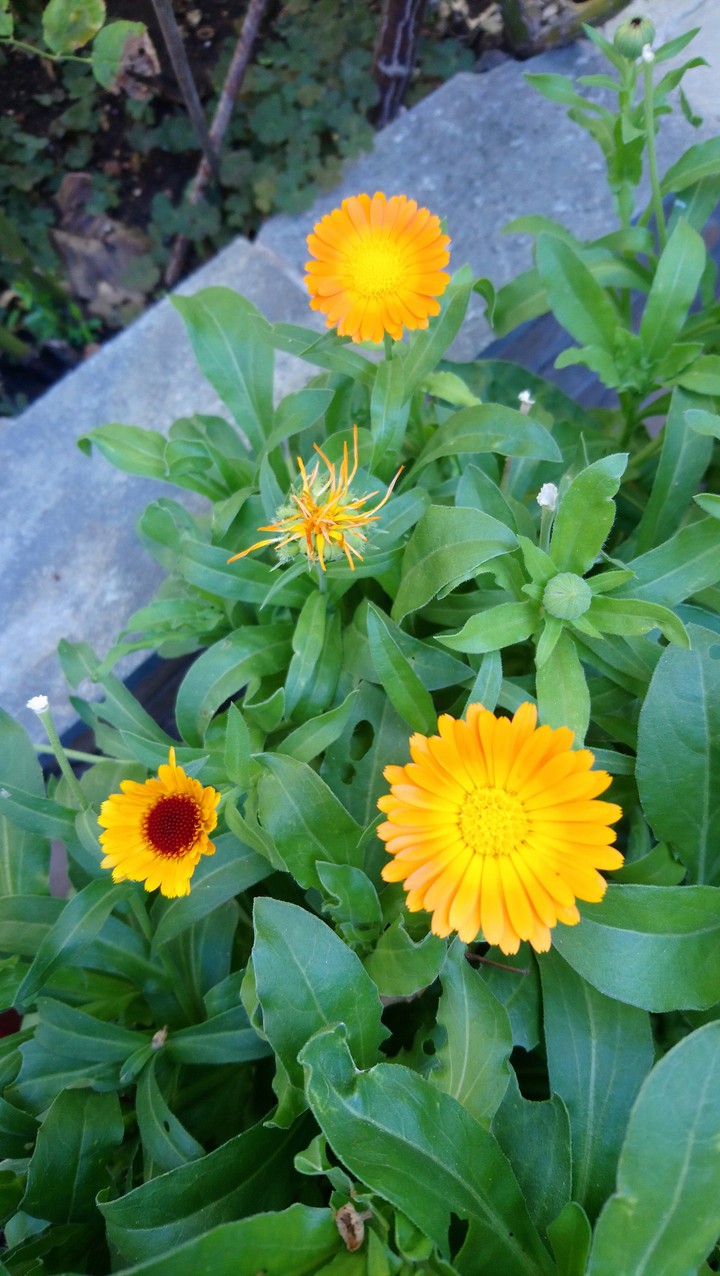 yellow Margheritas