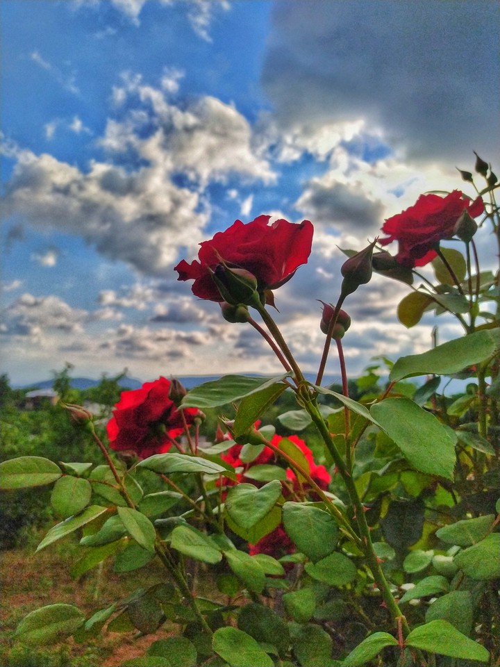 rose