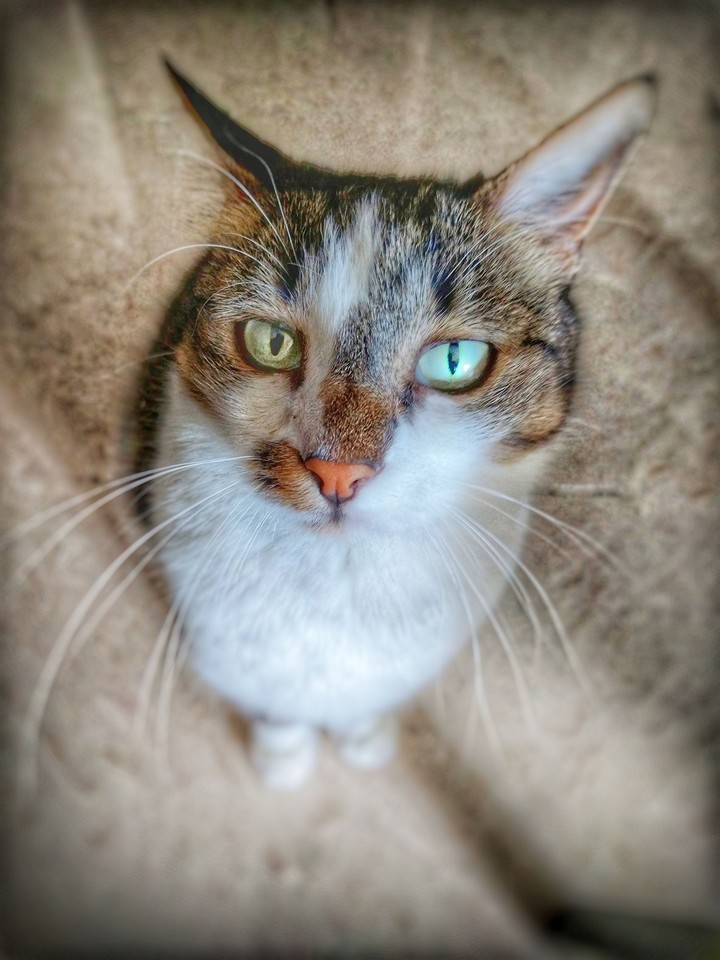 miao