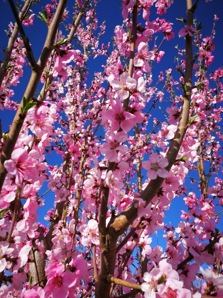 spring