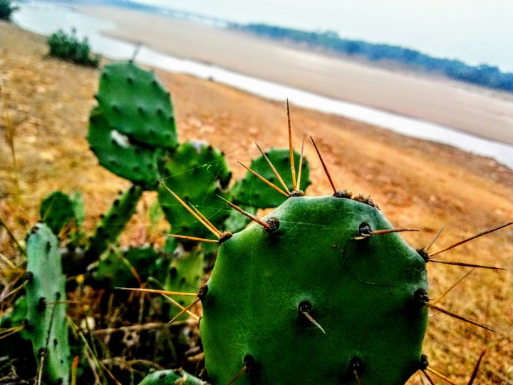 Cactus with a SPIDER web