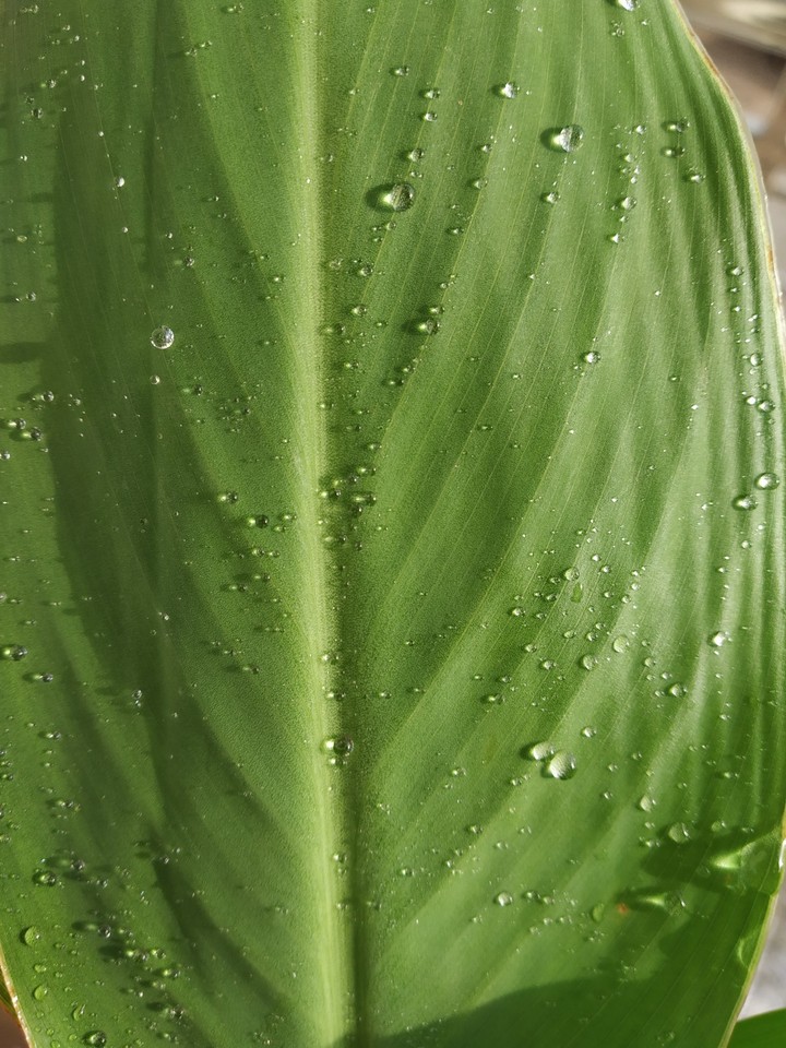 water drops on leaf
