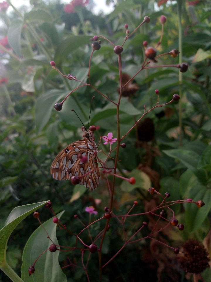 butterfly