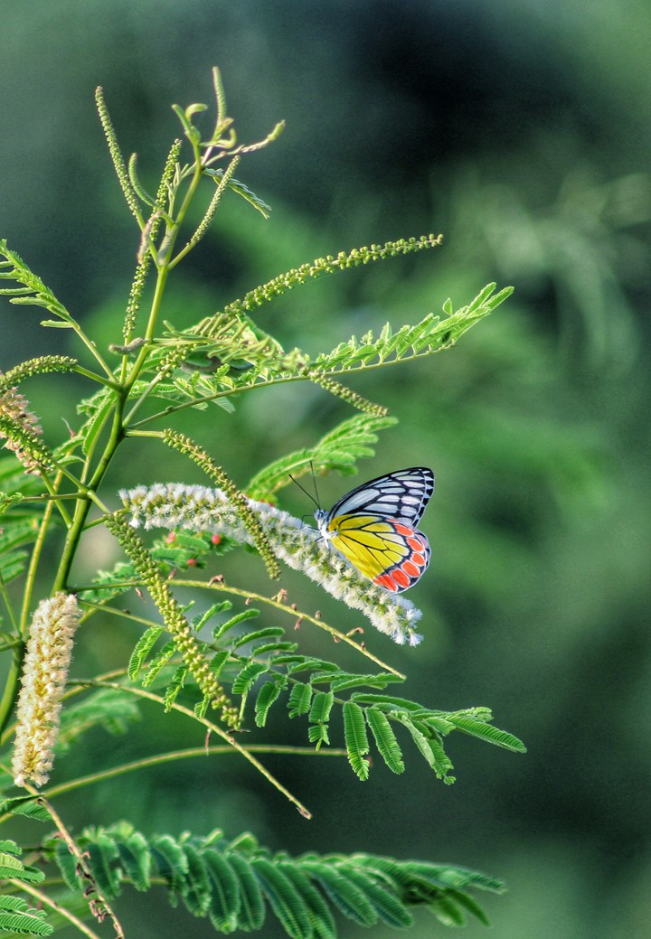 the beautiful butterfly
