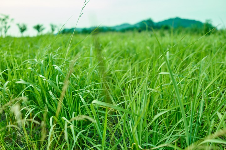green grass