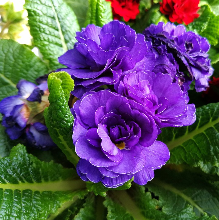 Frühlingsblumen