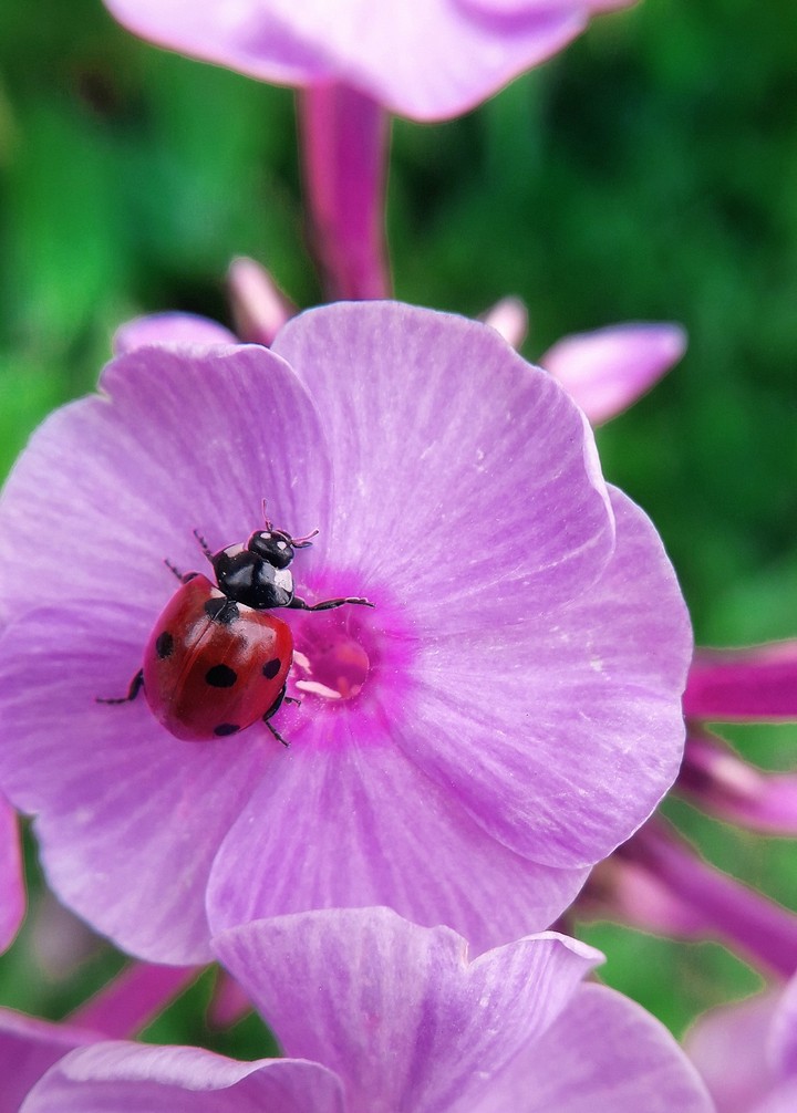 Ladybug