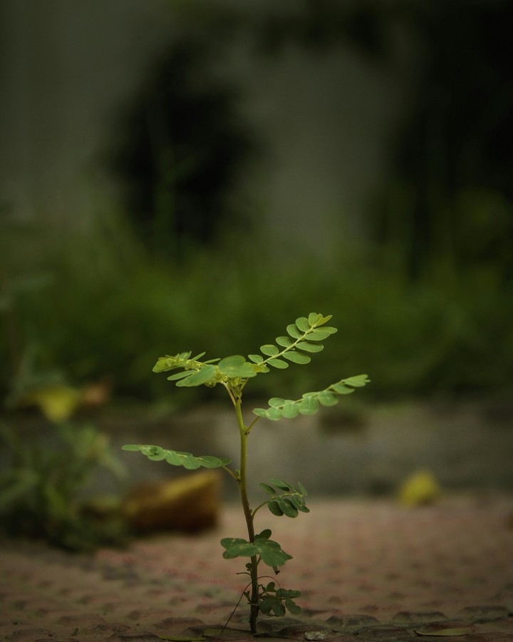 Nature