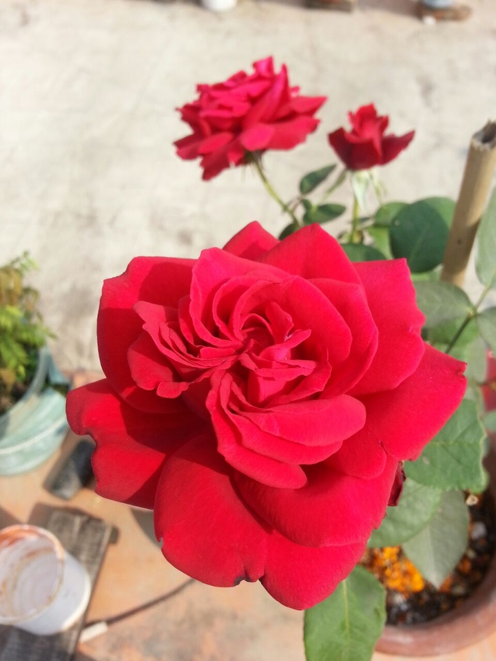 rose
