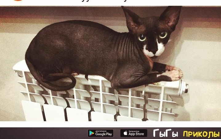 котик лежит
