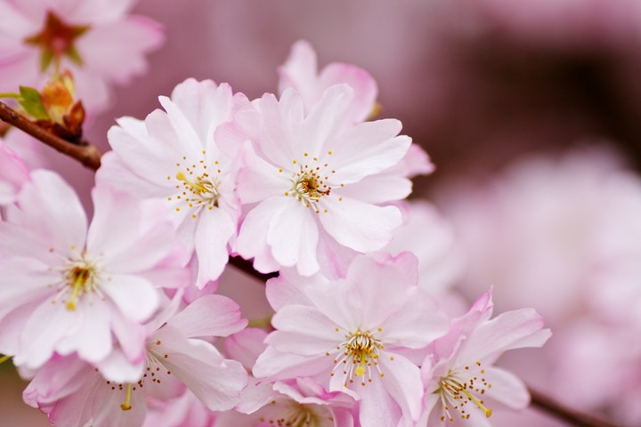 Spring Blossom
