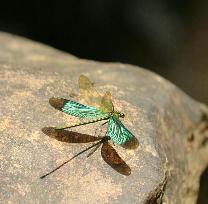 Rainforest Run