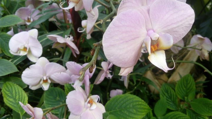 marshmellow orchid