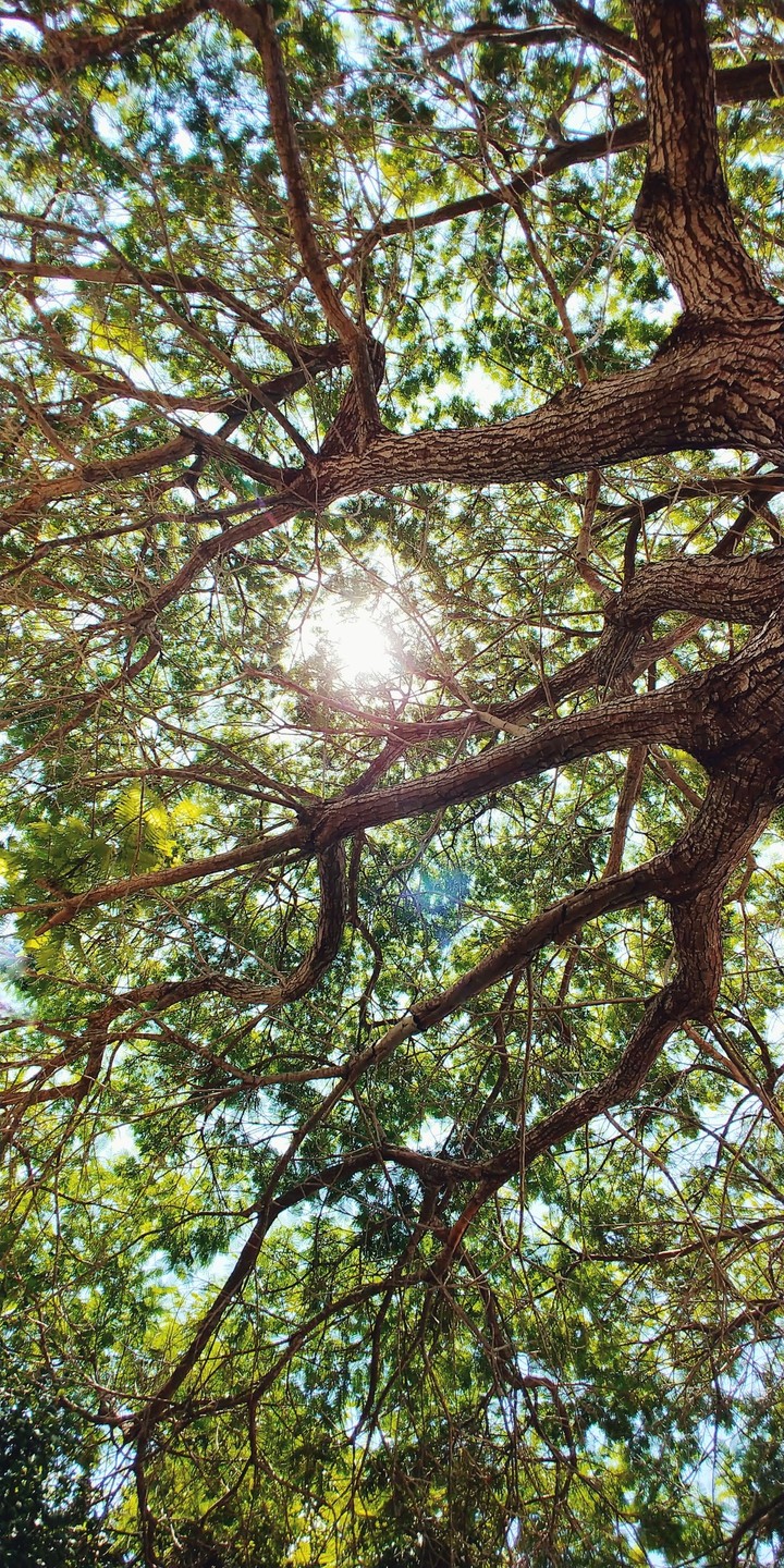 Tree under the sun