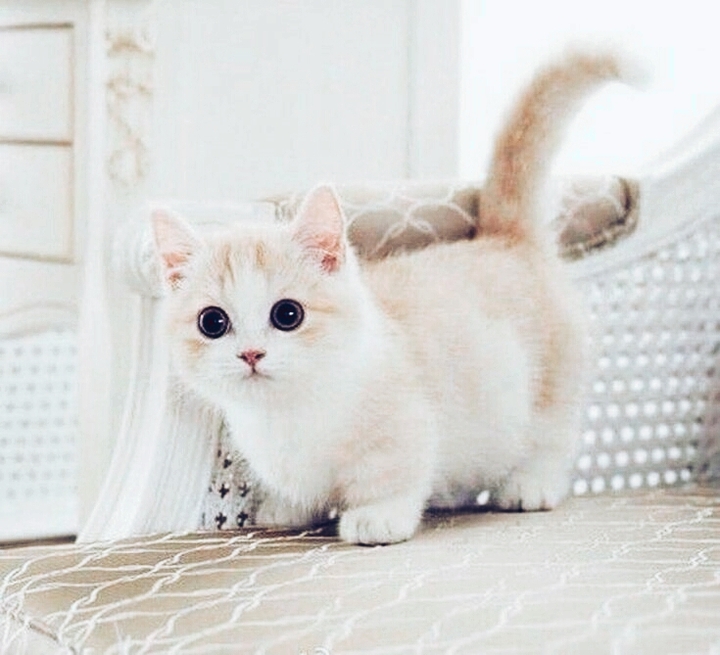 great munchkin