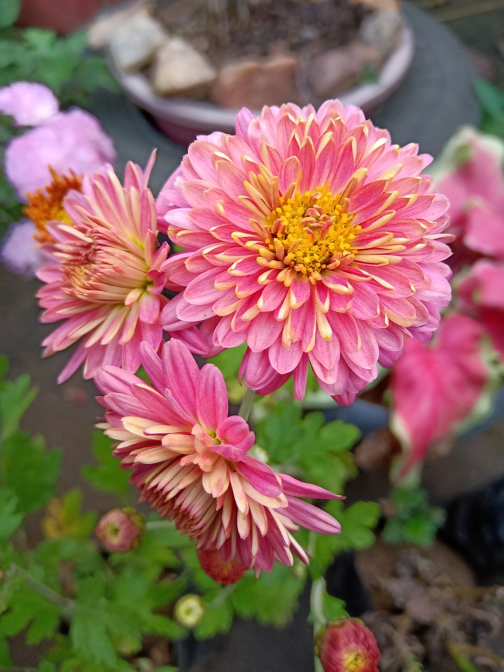 flowers
