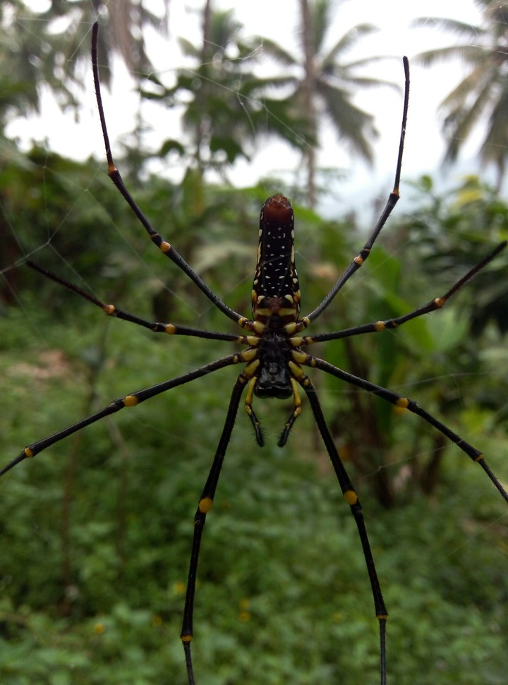 spider