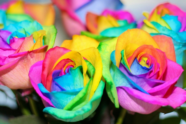 rainbow roses