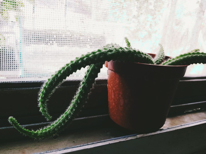 cactus