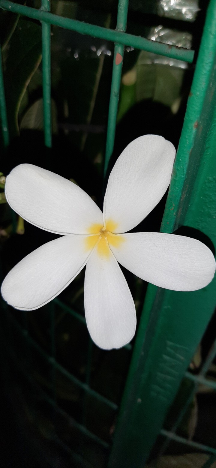 champa flower frangipani pulmeria