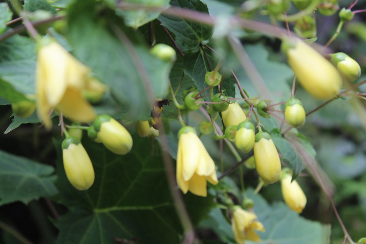 Bell flowers