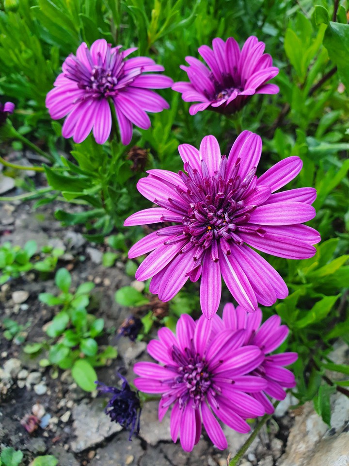 flowers