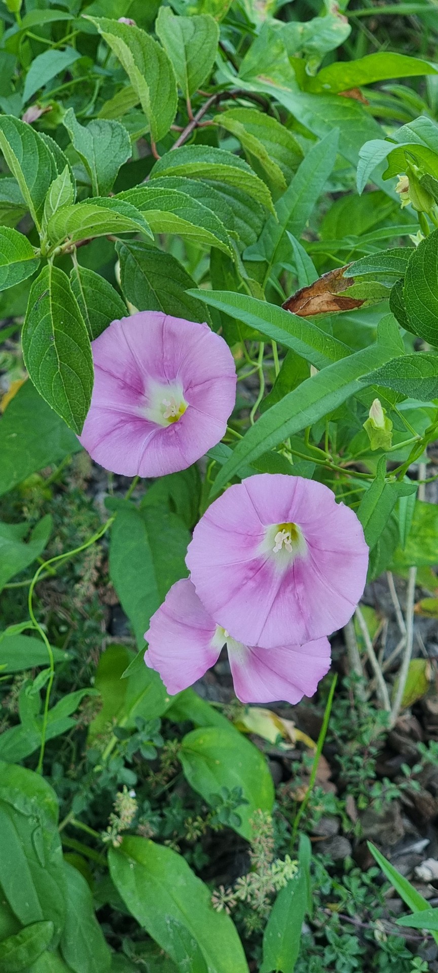 шпалери groundcover, petal